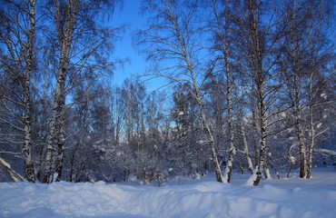winter day in the forest