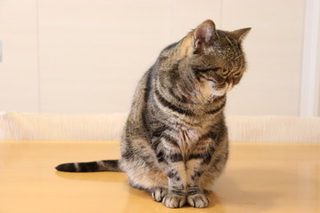 肩を落とす猫アメリカンショートヘアー