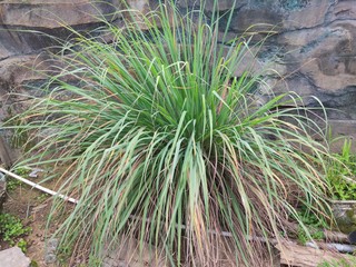 Lemongrass Leaves (Cymbopogon Flexuosus East Indian against a background of stone walls