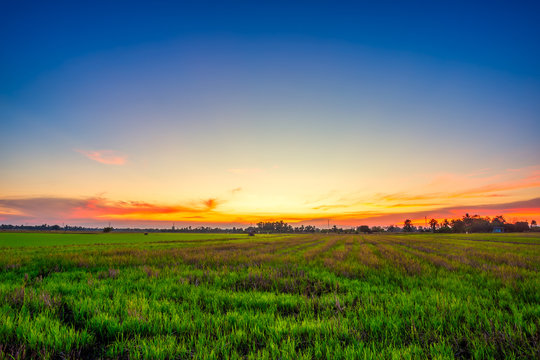 Beautiful green field cornfield or corn in Asia country agriculture harvest with sunset sky background.