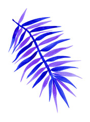 Palm branch with blue leaves isolated on a white background, exotic tropical plant.