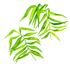 Set of coconut palm leaves isolated on a white background, decorative branches of a tropical plant painted with watercolor.