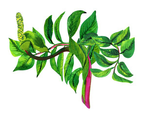 Madagascar Tropical Plant - Blooming Zamioculcas flower with leaves, isolated on white. Watercolor illustration Zamioculcas zamiifolia home plant.