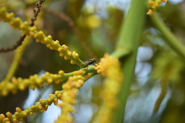 The young shoots of the coconuts are growing.