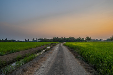 Atmosphere of rice fields and nature