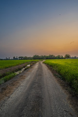 Fototapeta premium Atmosphere of rice fields and nature