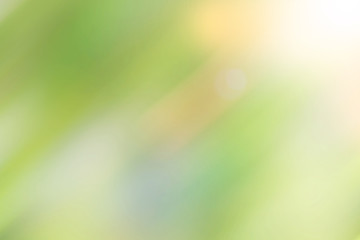 soft motion blur bokeh plant in a garden
