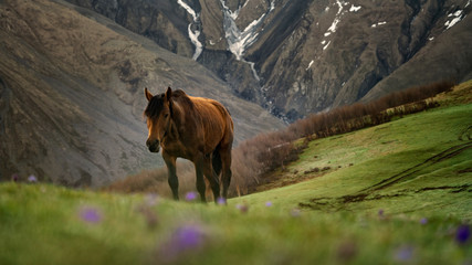Beautiful horse going up the hill on the green meadow in the mountains