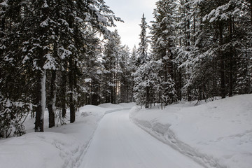 Fototapeta premium Winter road snow pine forest landscape. A lot of snow