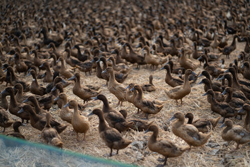 Obraz premium Many ducks are in the middle of the rice fields.