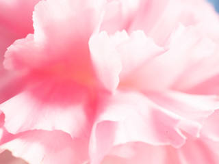 Fototapeta premium Close up of soft pink flower,love and sweet for wallpaper design