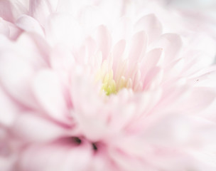 Close up of soft pink flower,love and sweet for wallpaper design