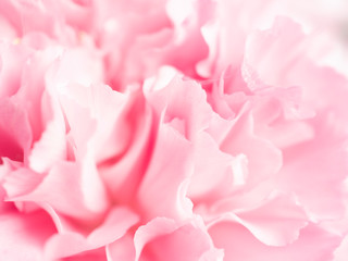 Close up of soft pink flower,love and sweet for wallpaper design