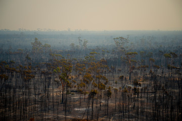 Burnt Trees from Bush Fire in Australia © Adwo