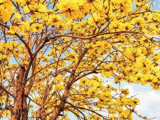 Yellow blossoms flower on bright blue sky;Handroanthus chrysanthus