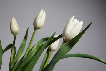 Bunch of white tulips isolated on white. Flowers concept. Spring, women or mothers day, closeup