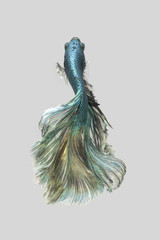 Drak green fighting fish with golden reflections Isolated on a gray background.