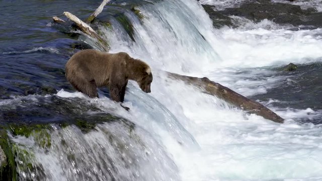 Grizzly bear catches salmon at Brooks Falls in Katmai, Alaska