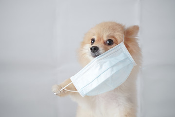 small dog breed or pomeranian with light brown hair sitting and wearing a anti pollution PM2.5 mask with white background. It feels uncomfortable so it trying to pull mask out