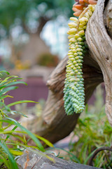Greenery, close up shot on trailing succulent plant that hanging on a trunk