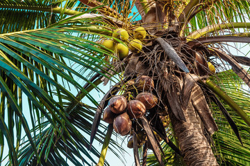 Clusters of coconuts on a palm tree.