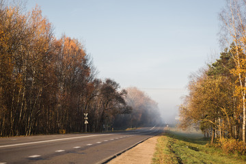 Asphalt road going into the foggy autumn morning, with trees along it
