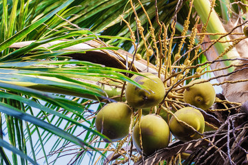 Green coconuts on a palm tree close-up.