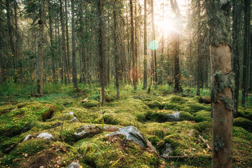 Сказочный лес