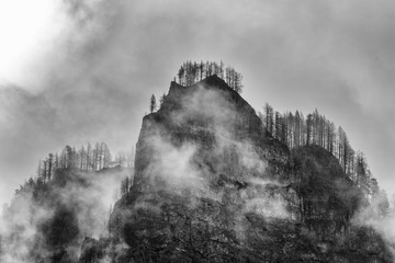 Naklejka premium Tree Top Clouds