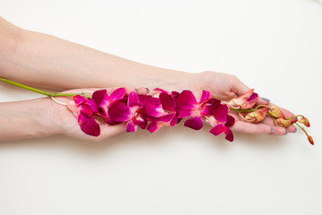 Purple orchid flowers in female hands.