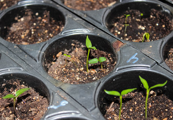 Green sprouts of seedlings in a container with earth for planting in the garden.