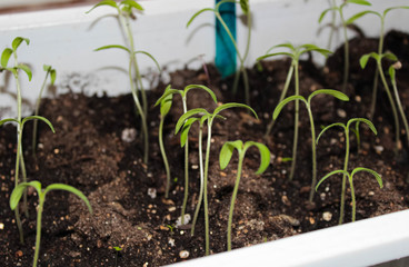 Green sprouts of seedlings in a container with earth for planting in the garden.