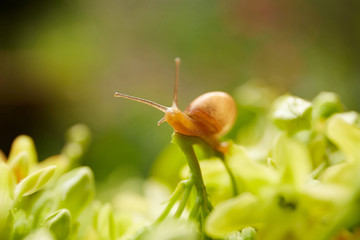 Snail on green leaf