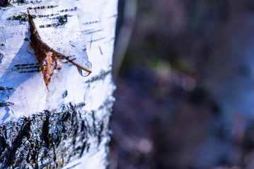 The birch juice gathering in the sunny spring day. The alone birch tree with the covered bark...
