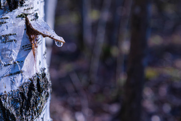 The birch juice gathering in the sunny spring day. The alone birch tree with the covered bark triangle for gathering with drop of birch juice