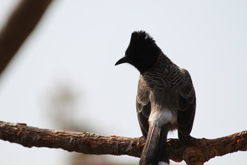 birds