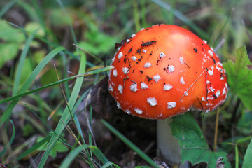 Amanita forest mushroom in green grass