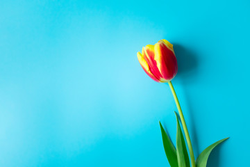 Single red yellow tulip with copy space on vibrant blue background. Concept springtime, top view