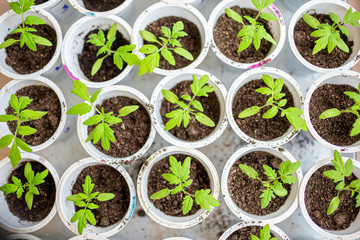Seedling of tomato in seedling tray ready to transplant in the field, close up. Selective focus