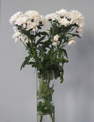 Bouquet of white chrysanthemums in a high glass vase on a gray background.Space for text.Side view.