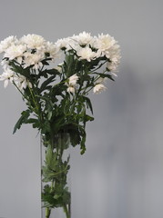 Bouquet of white chrysanthemums in a high glass vase on a gray background.Space for text.Side view.
