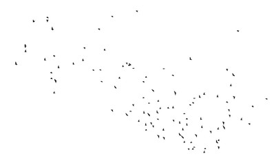 Flock of birds isolated on white background