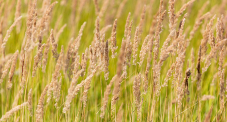 Yellow ears of grass on the background