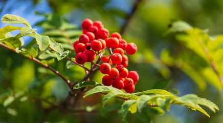 Red viburnum on the branches of a tree