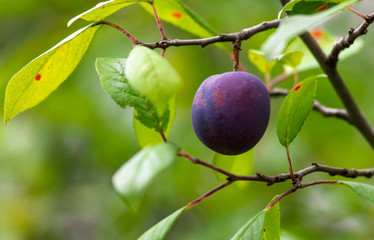 Ripe plum on the branches of a tree