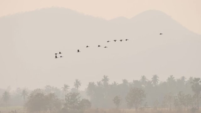 Scene nature Flock of birds flying in sky Background mountain and tree during sunset time. Slow Motion