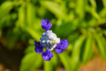 Blue salvia  flower, above angle view 