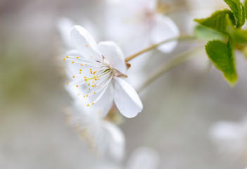 White flowers on a fruit tree on nature