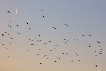 A flock of birds at dawn