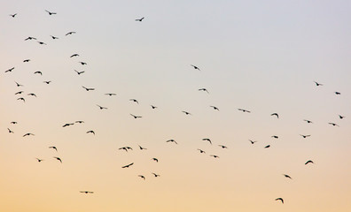 A flock of birds at dawn